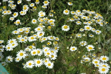 Výstava na stromech: Neviditelné trny